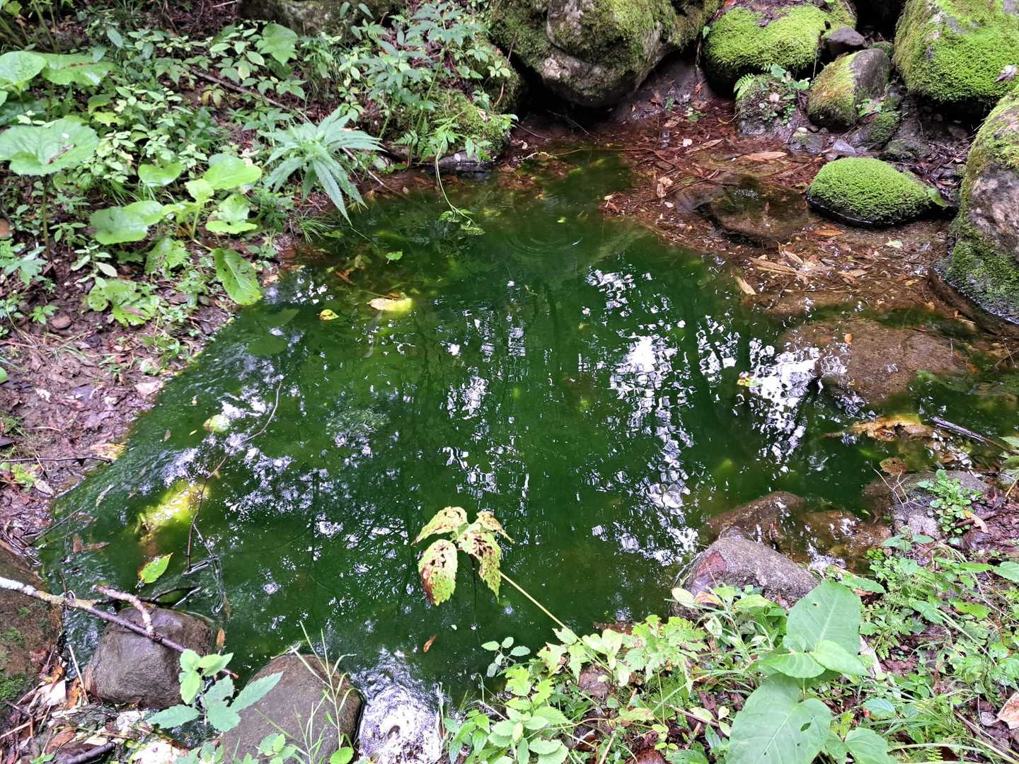 ほぼ透き通るような渓なのに
ここだけ藻が繁殖して緑の渓💚