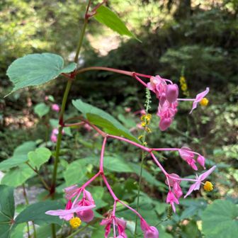 秋海棠、この花が咲き出すと秋が来るって教えてもらったなぁ