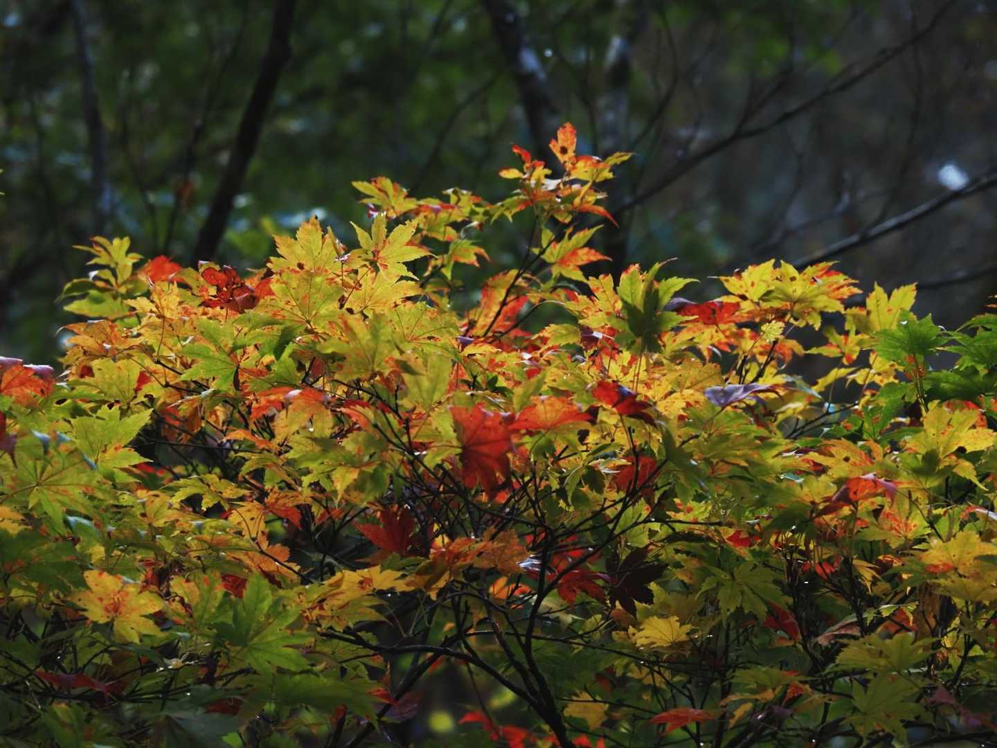 まだら紅葉もいいね。