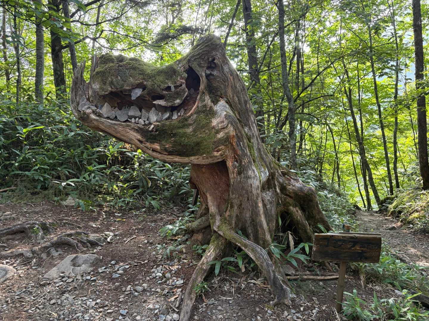 投稿でよく拝見していたゴジラの木🌲