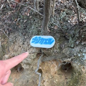 🐸いるんかね？
あ、これそのものが🐸デザインって事か！
じゃあ指邪魔だなw
無事帰りますよ(事後ですが、大腿部の筋肉痛が今年一エグいです😇)