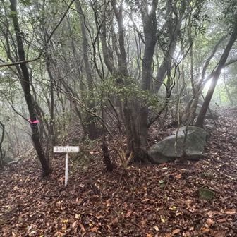 山頂直下の分岐