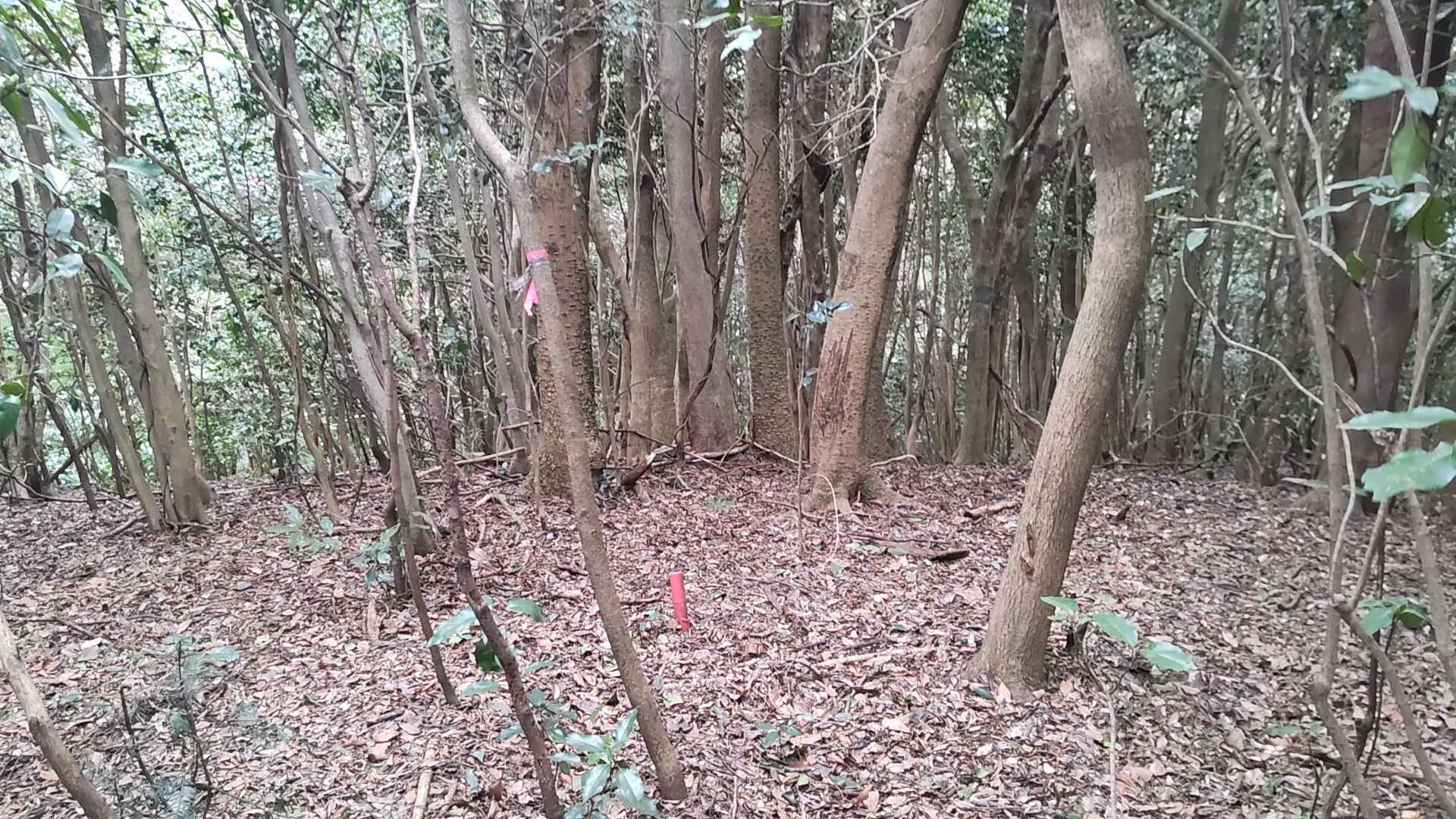 山頂✨