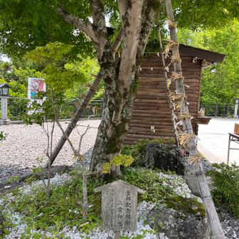 嵐のニノさんお手植えの楓🍁
こちらもずいぶん大きくなってました。