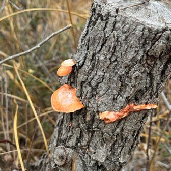 サーモンピンクきのこ