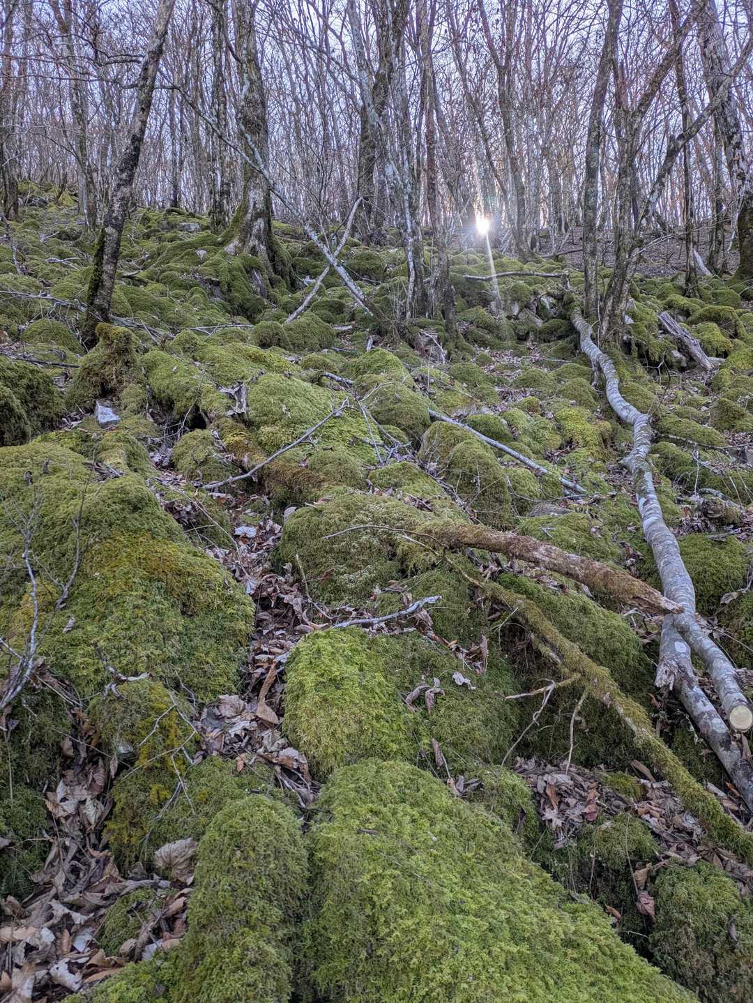ここだけ苔むした岩が
