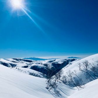 おたまじゃくし