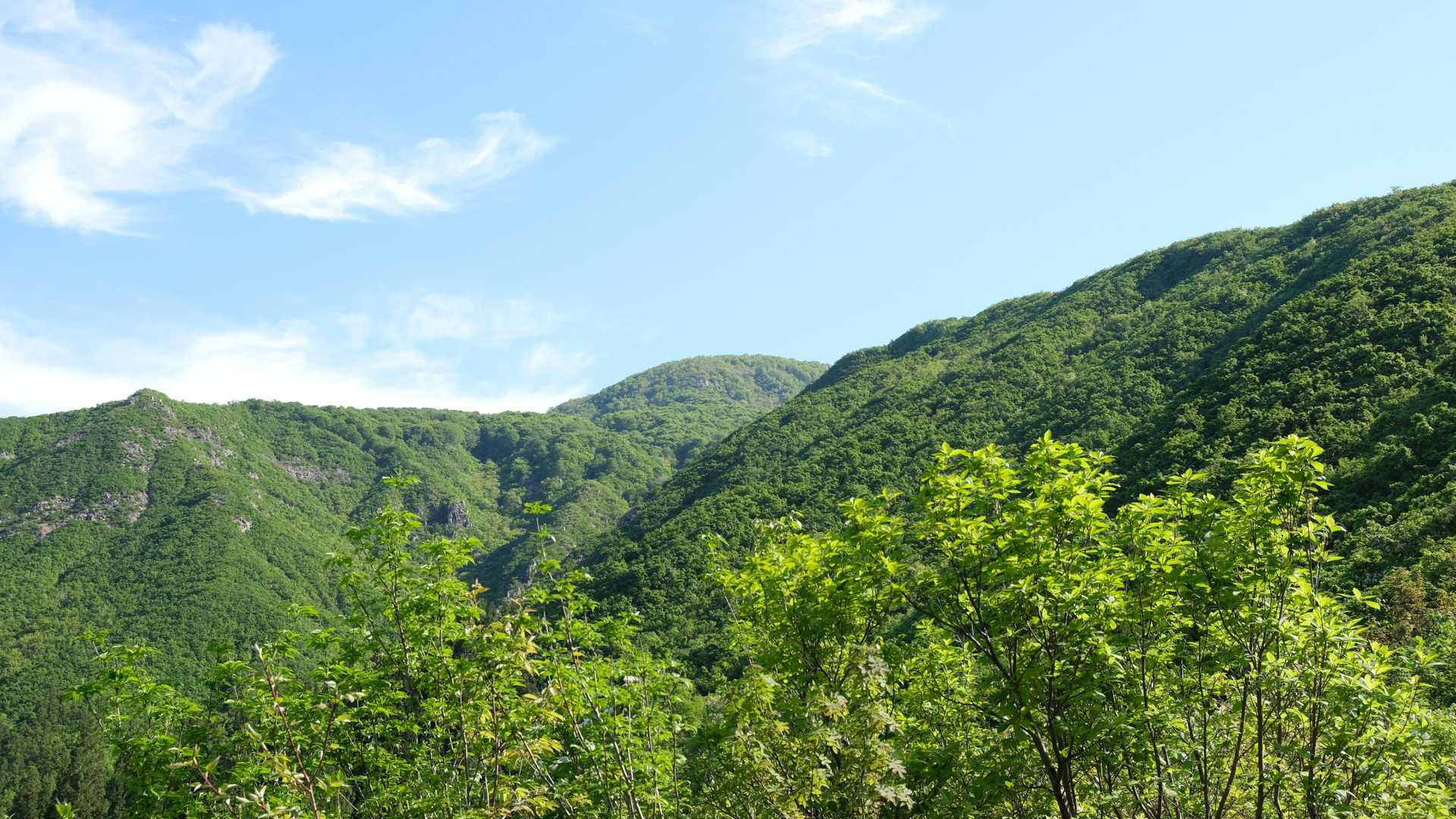 新緑で山は輝いています