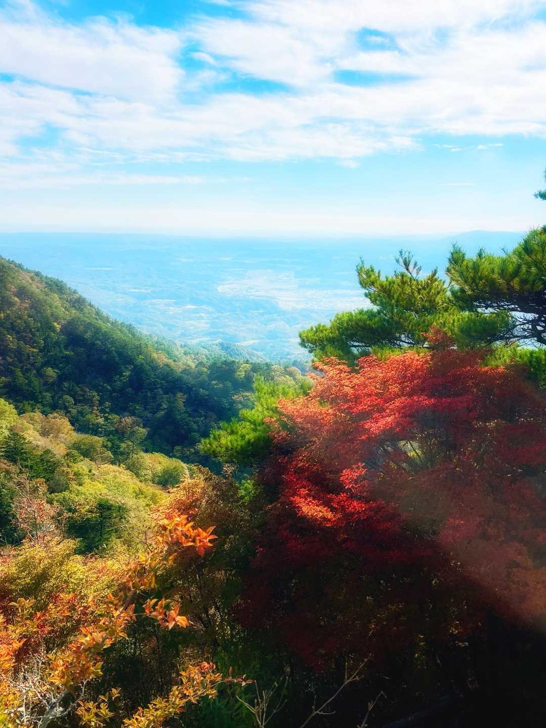 
テラス前の紅葉🍁
アブラツツジかなぁ？