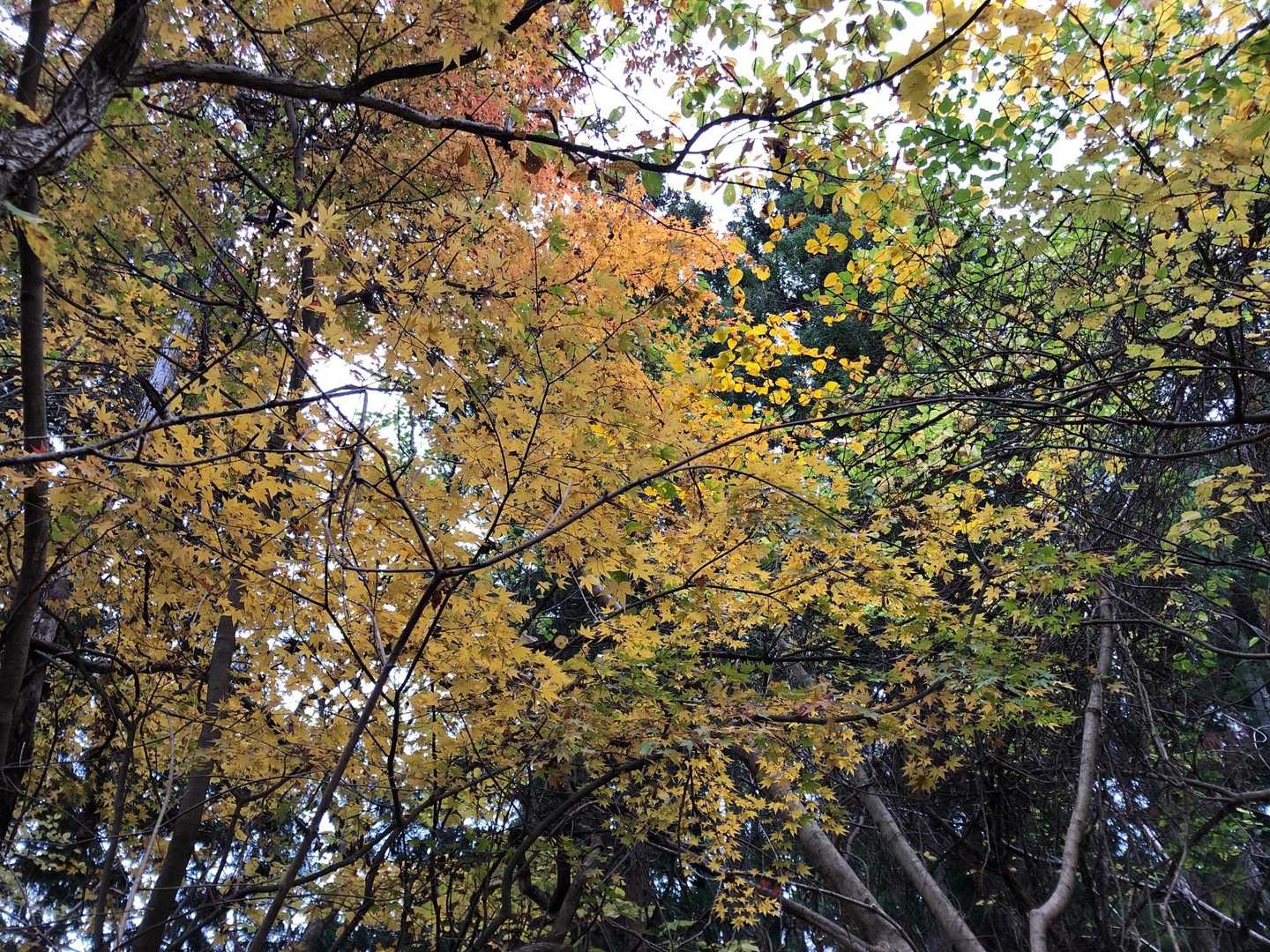 鍋転山-月居山-月居観音堂 周回コースの写真