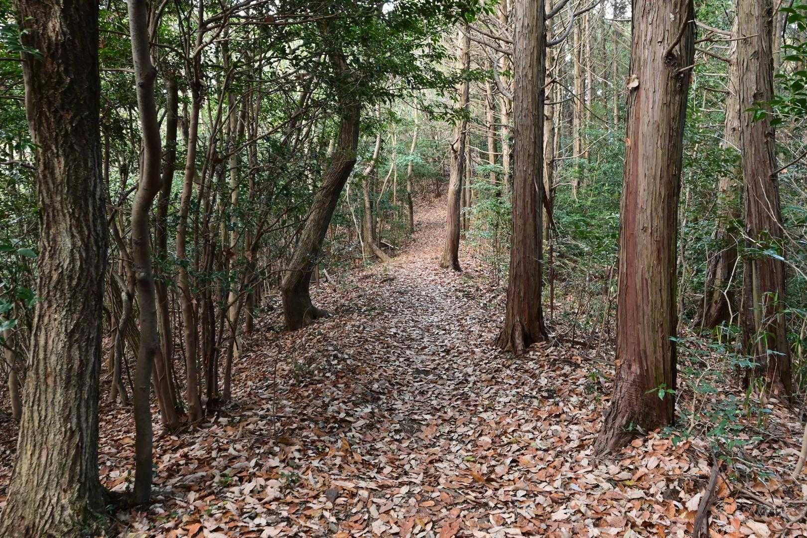 尾根道は歩きやすい