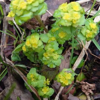 💛ヤマネコノメソウ