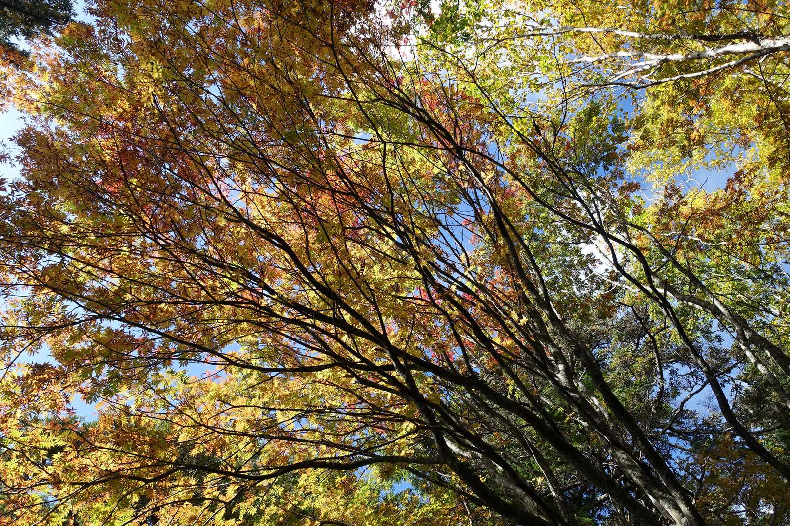 🍁見えてきた☺️