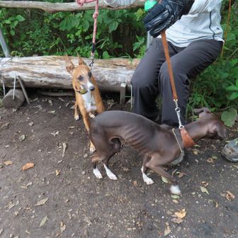 人懐っこいワンコの親子３匹🐶
茶色がお父さんワンコ
黑色は５歳のお兄ちゃんワンコ
もう１匹のワンコはじっとしてなくて枠外😄