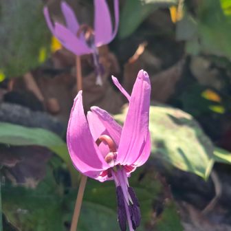 
カタクリ、皆違う