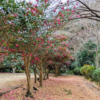 トイレ周辺はたくさんのサザンカがきれいに咲いていました