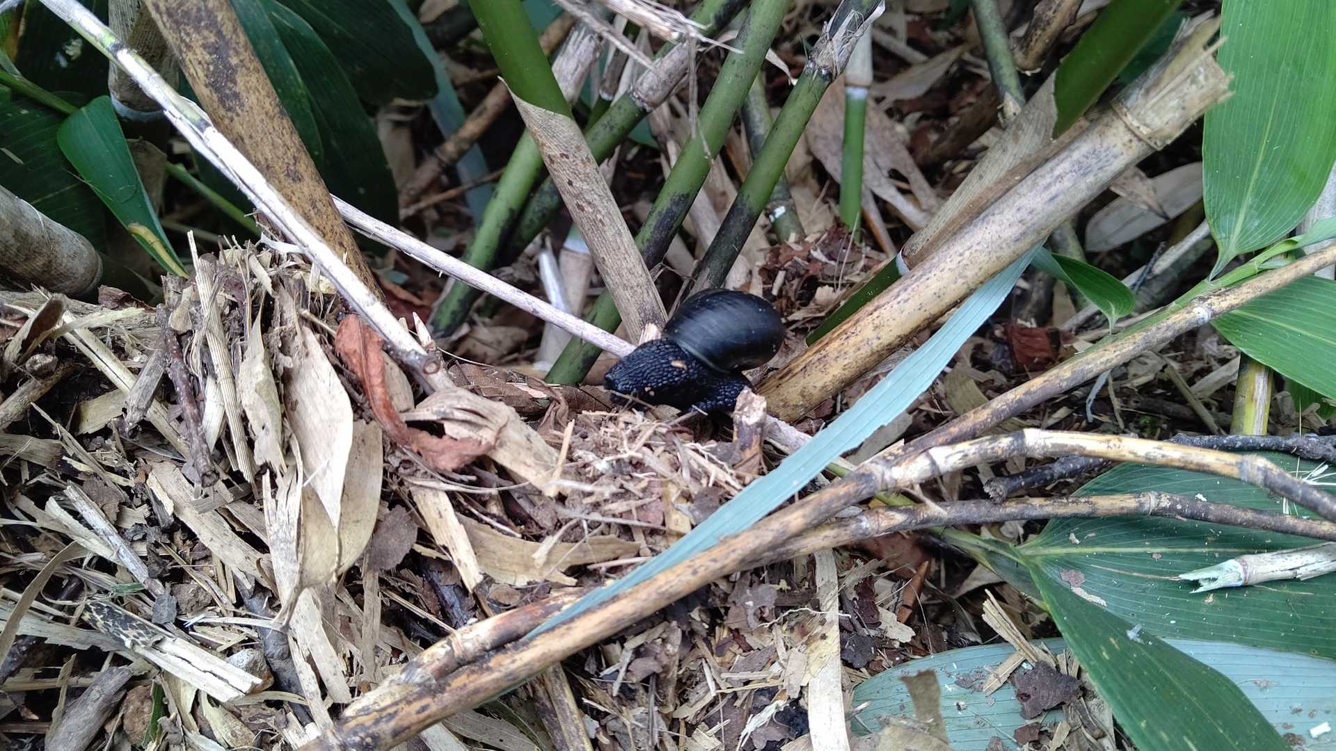 黒いカタツムリ