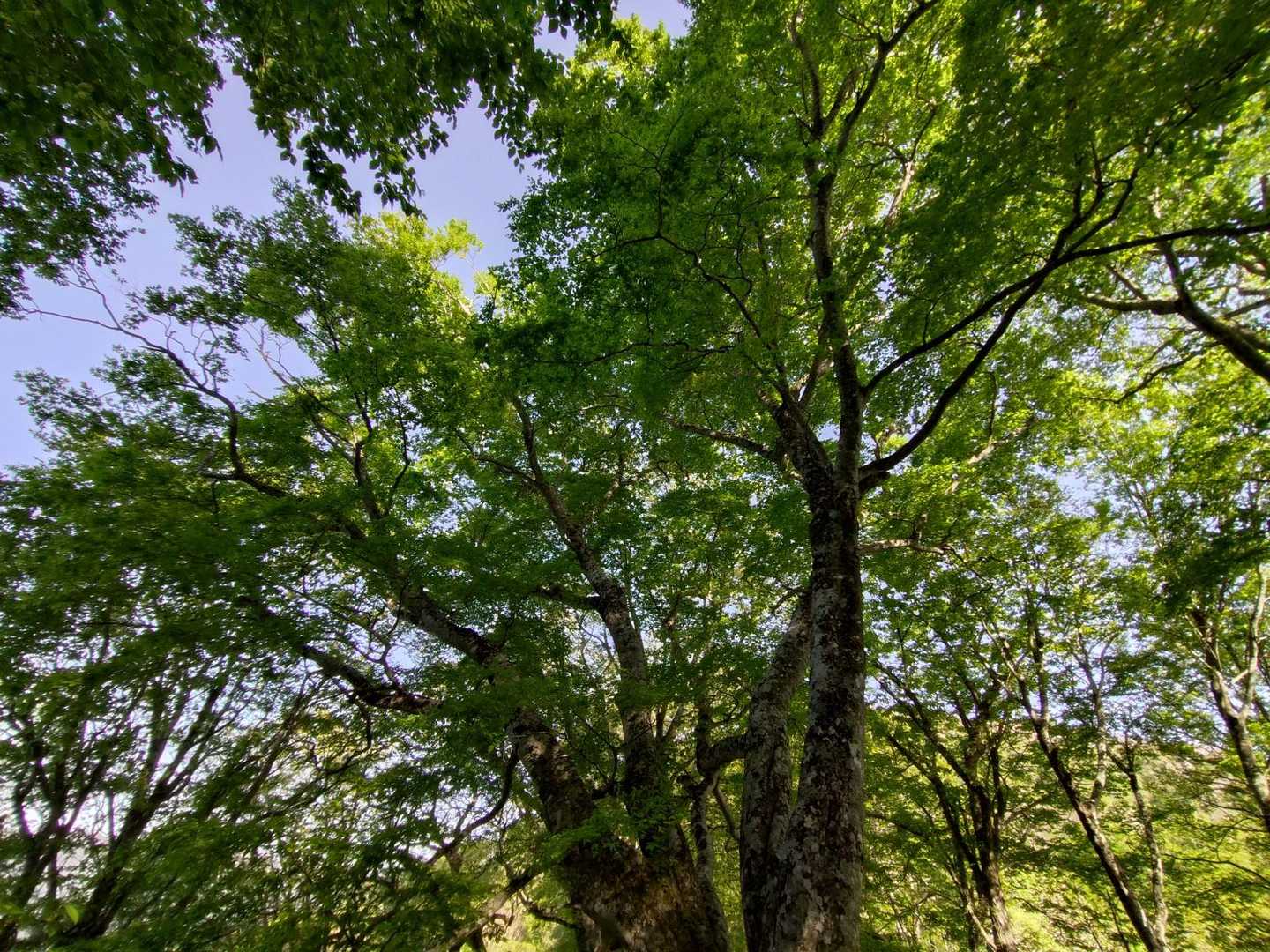 🌲みんな見応えが有り、素晴しい〜👍
