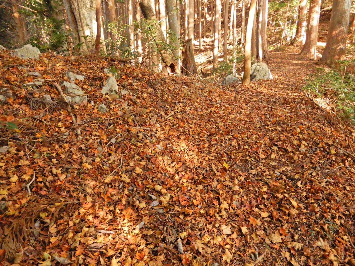 自然林が混じるとこは足元カサカサして