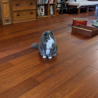 のぶさん