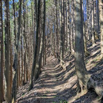気持ちのいい杉林を通って…