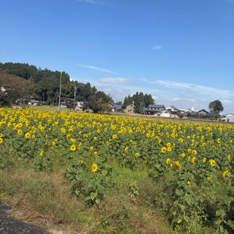 ひまわり🌻綺麗😍見てるだけで元気になります。今日も見ていただき有難うございました。
