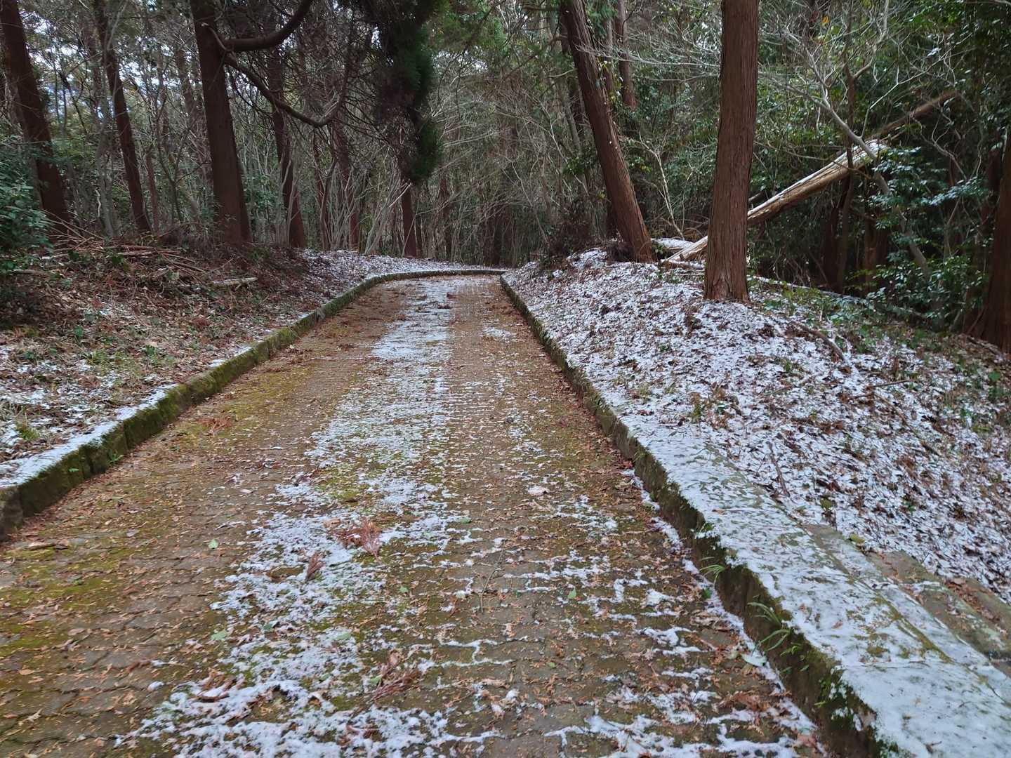 林道を歩いて帰ろう🚶
