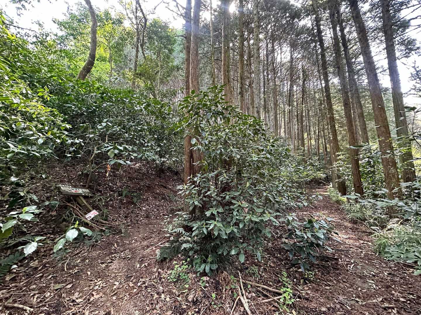 昼にちょっと登れる優しい山♡