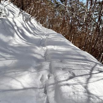 うさぎの足跡が道案内🐾🐇😍