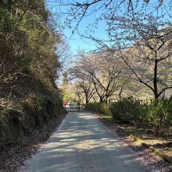 戻りました
まだもう少しは楽しめると思うけど、日当たりのいい桜は既に散り始めていました