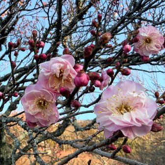 こちらは八重咲き💕