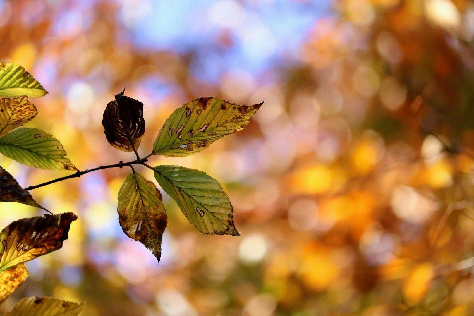 🍁◯ボケ😍✨

可愛い過ぎてトリミングはしてません🩷