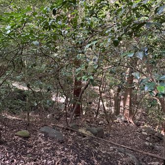 写ってないけど猪が地面掘ってた🐗
人通りの多い場所で昼間から行動してる個体は珍しい♬多分、皿倉のヌシ様だな