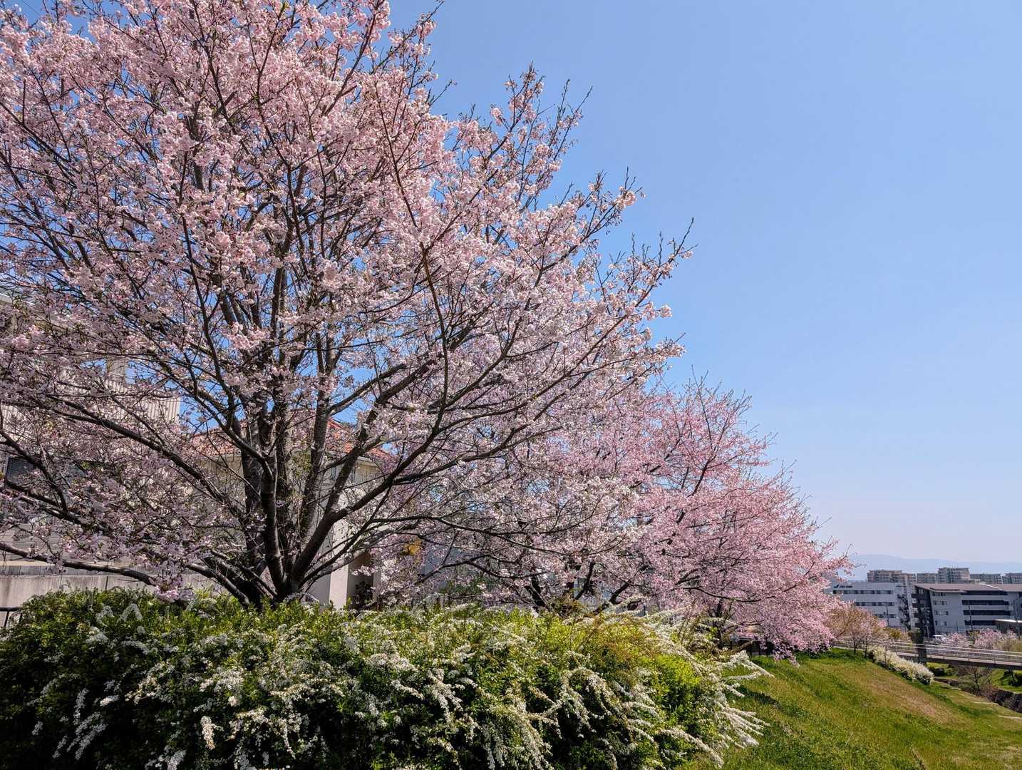 麓の桜は散り始めてました🥺