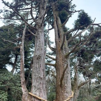 天狗杉
ぱっと見「夫婦杉」かと思ったら根元がくっついてないからかな