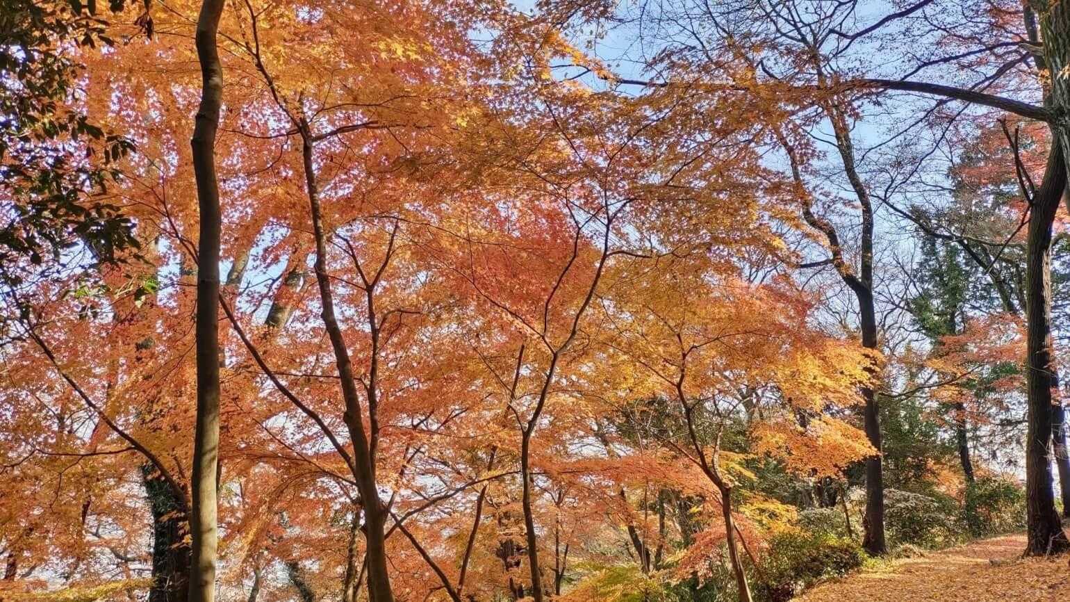 金山城址展望駐車場発着｜金山 往復コースの写真