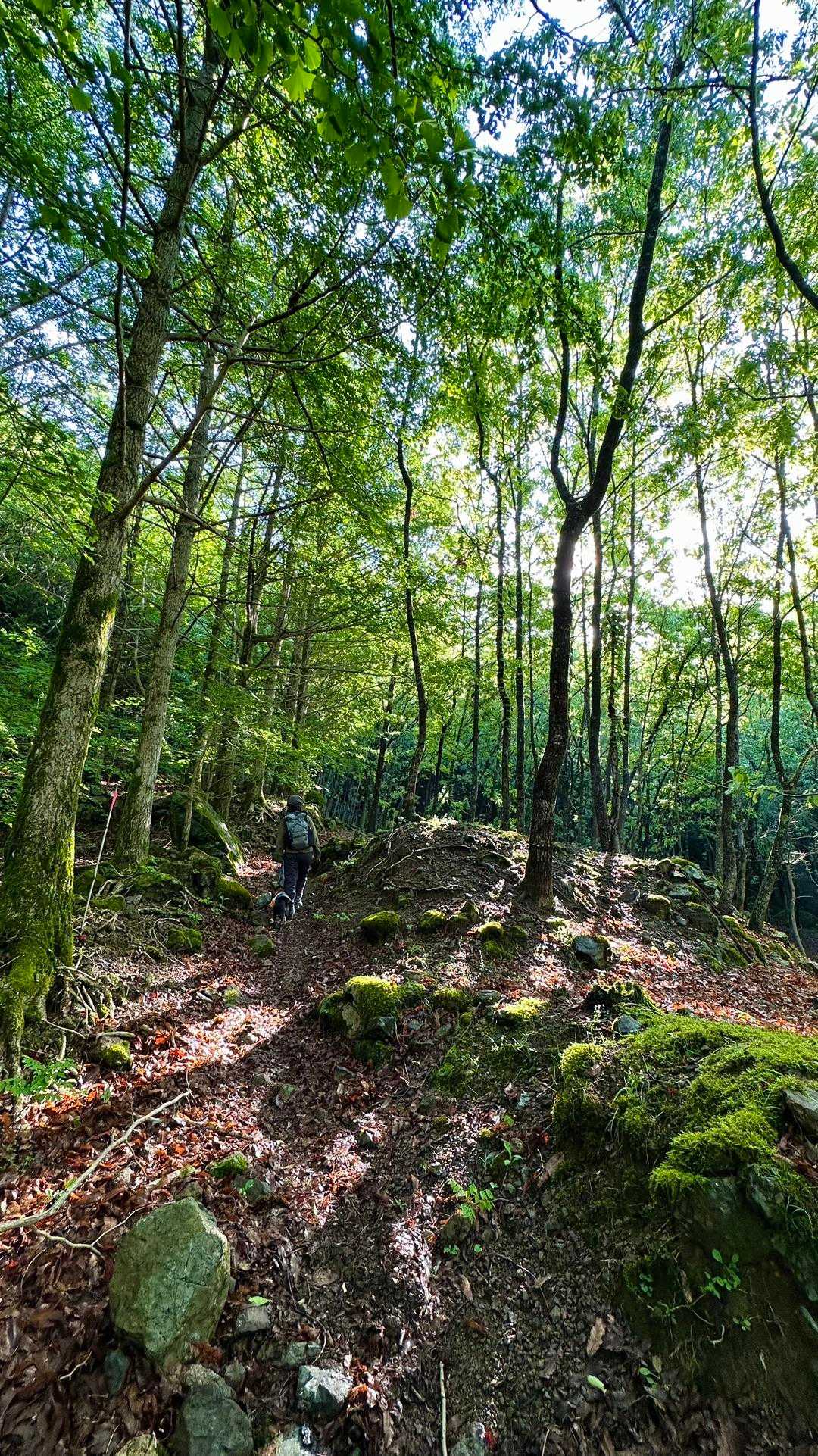 栗藤登山口-黒峰 往復コースの写真