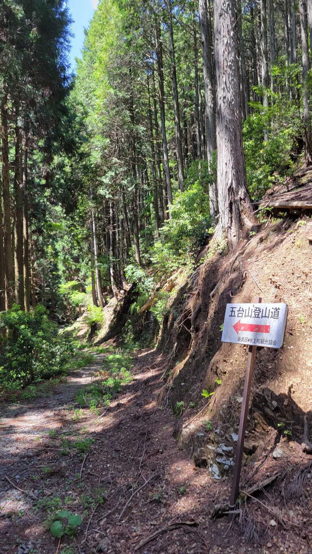 途中で林道みたいな道に出ます。