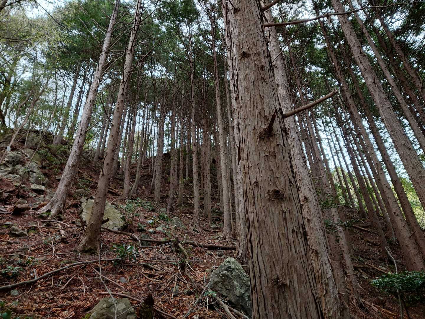 急登💦