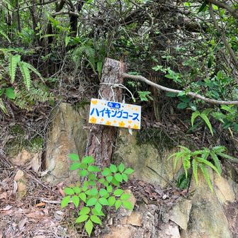 向山ハイキングコース口からスタート