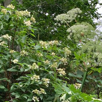 ノリウツギ&シシウド

眺望無しロング道だけど、花好きなら飽きない道かな？

最後迄ご覧下さった方、ありがとうございました♪