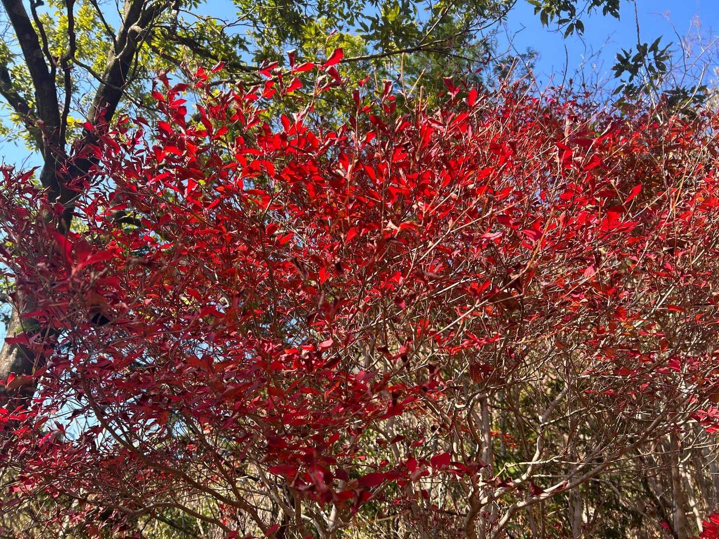 途中、綺麗に紅葉している紅葉🍁