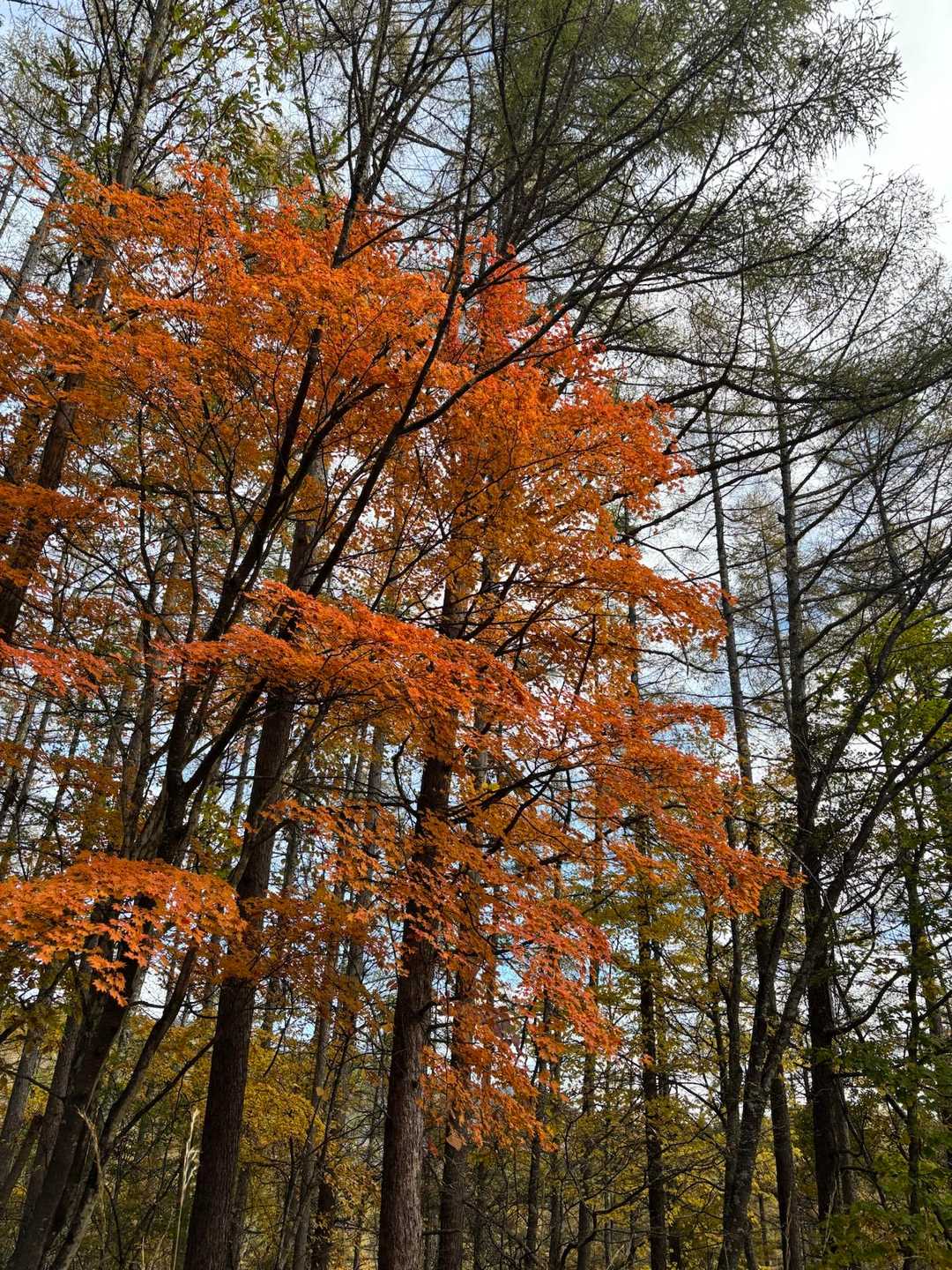 おぉ〜色づいてる〜🍁