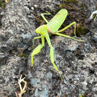 カマキリがいました！