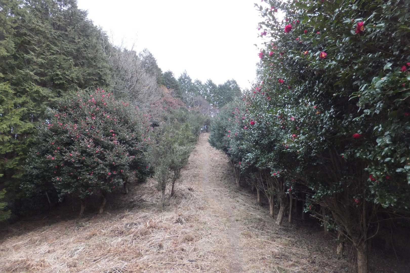 公園の山茶花は散ってましたヵ、ここはきっちり咲いてます。