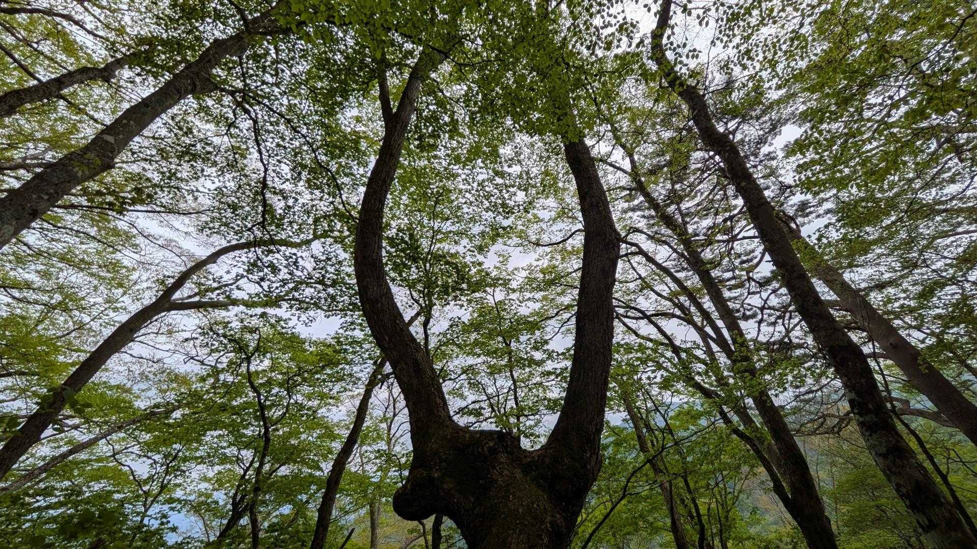 赤林山矢巾温泉登山口-南昌山神社-前倉山-南昌山-南昌山五 往復コースの写真