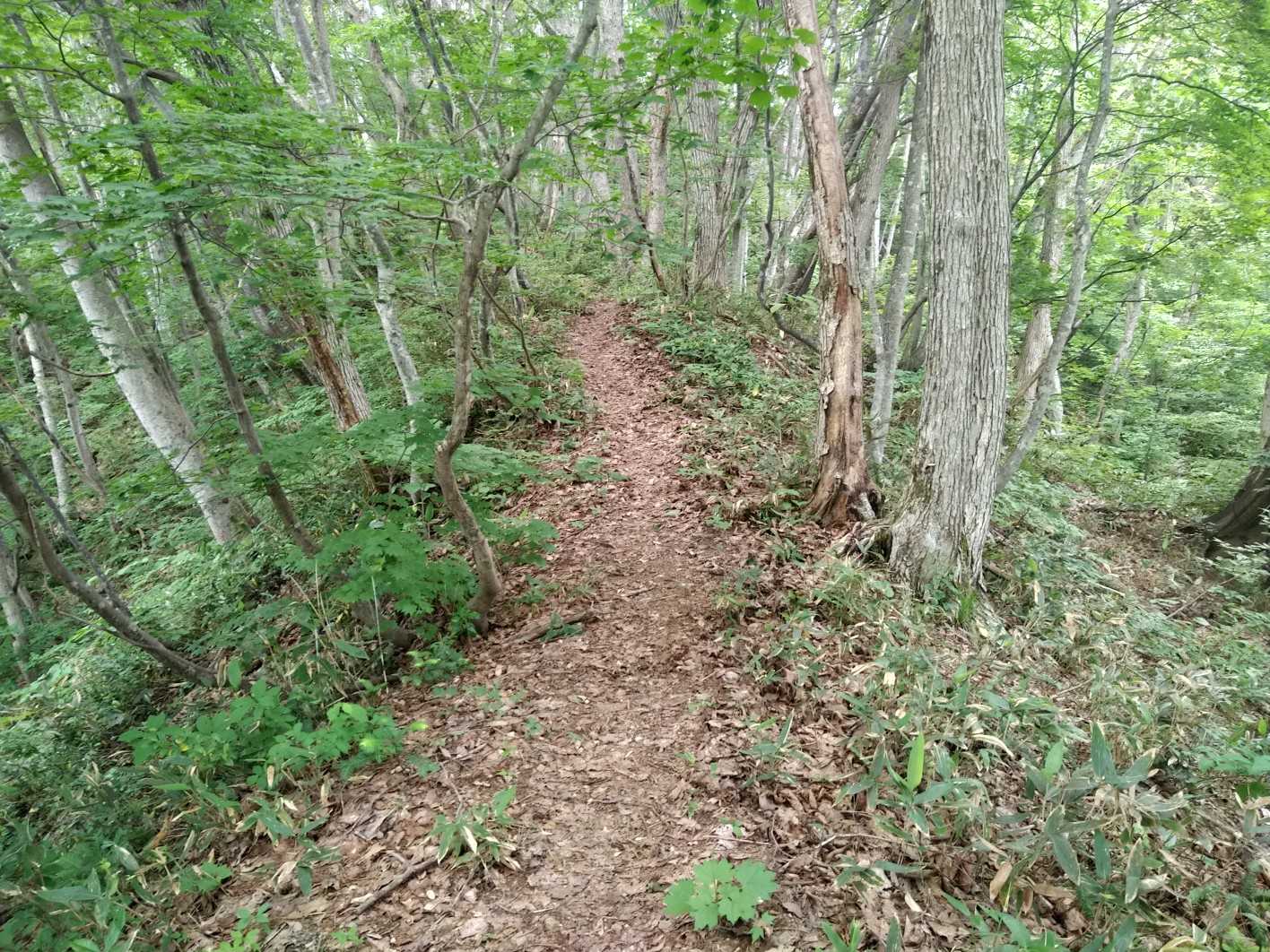 細い尾根道を歩くのってなぜか楽しくなりませんか。あんまり細いと恐いけど。(^_^）