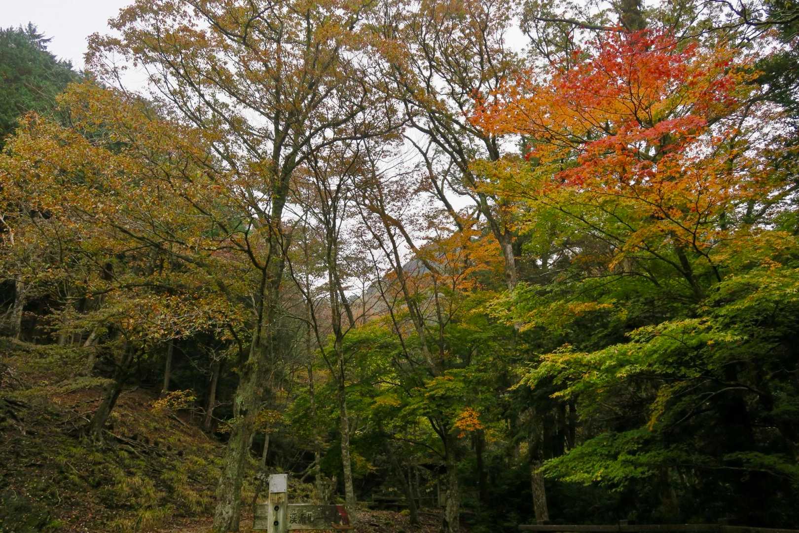 深倉越-岳滅鬼山-岳滅鬼岳-岳滅鬼峠 周回コースの写真