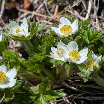 咲始めまだまだこれからが花の季節🤍✨今年初のハクサンイチゲ✨
