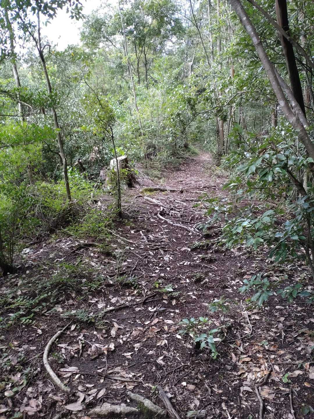 しかしすぐに快適な登山道に、やれやれ😅